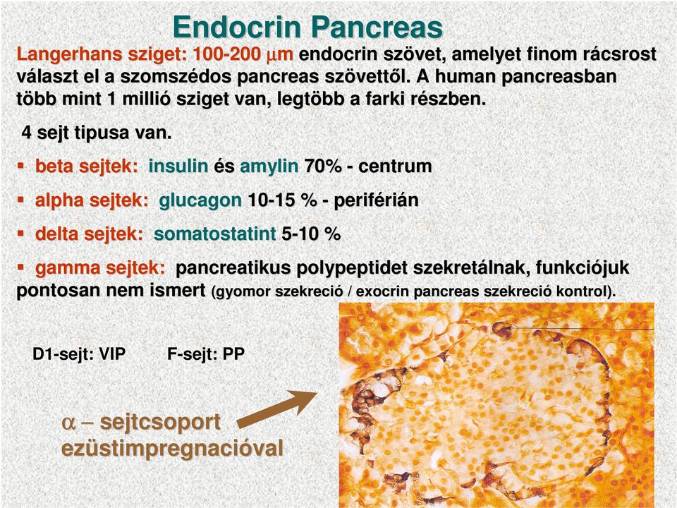 Endocrin Pancreas beta sejtek: insulin és amylin 70% - centrum alpha sejtek: glucagon 10-15 15 % - periféri rián delta sejtek: somatostatint 5-10