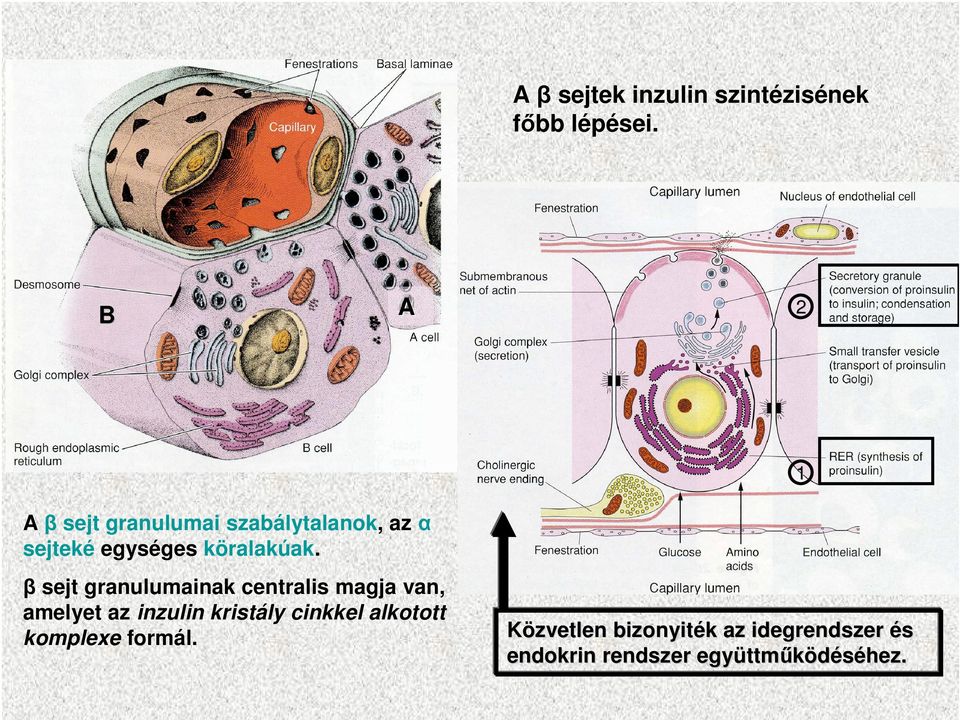 β sejt granulumainak centralis magja van, amelyet az inzulin kristály