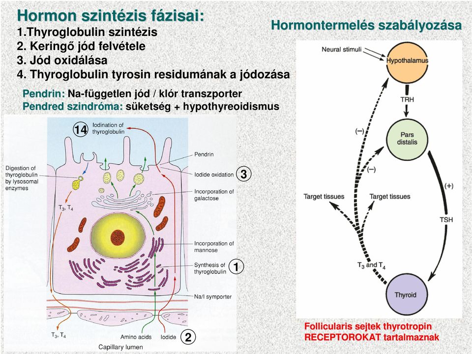 Thyroglobulin tyrosin residumának a jódozása Pendrin: Na-független jód / klór