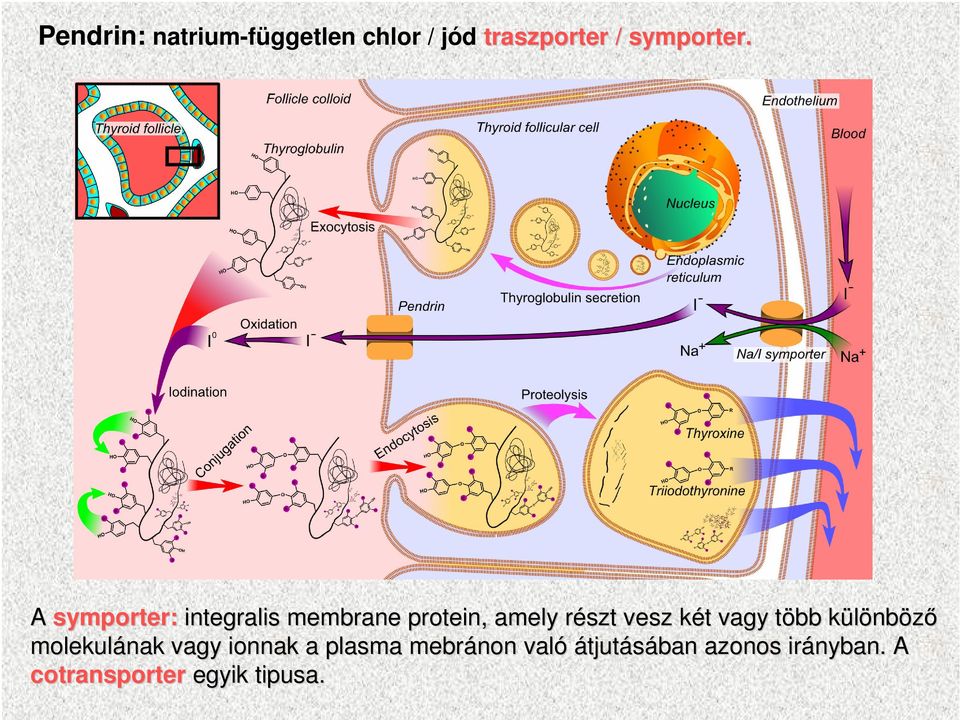 két k t vagy több t különbk nbözı molekulának vagy ionnak a plasma