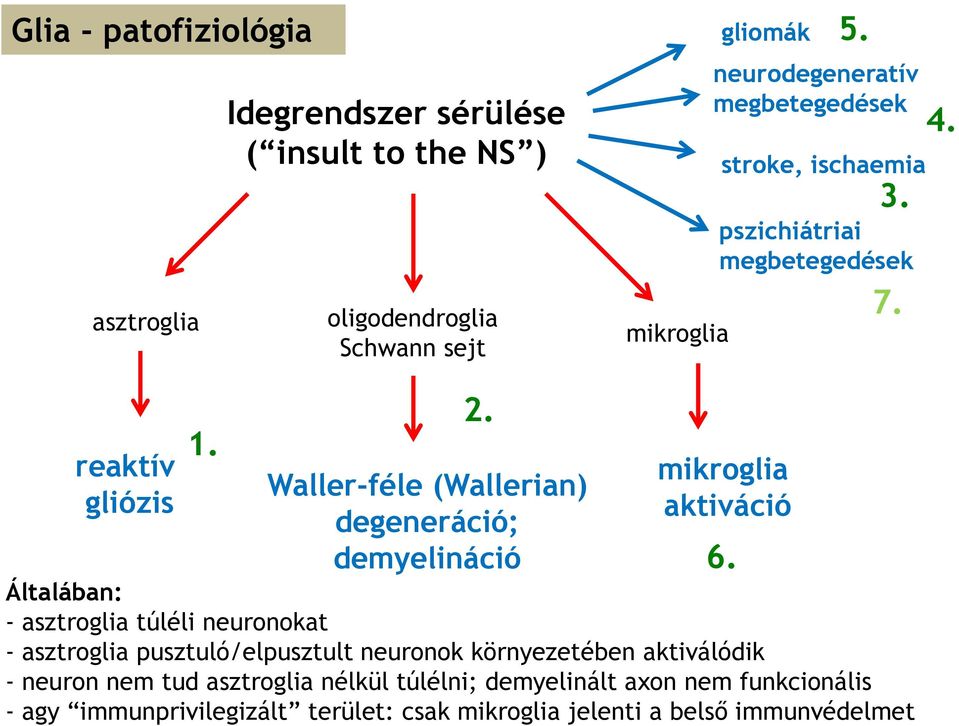 Waller-féle (Wallerian) degeneráció; demyelináció mikroglia aktiváció Általában: - asztroglia túléli neuronokat - asztroglia