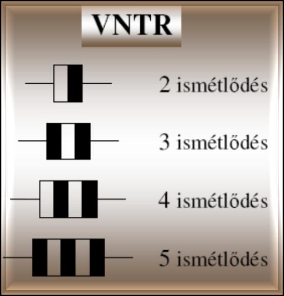 VNTR és STR analízis 15