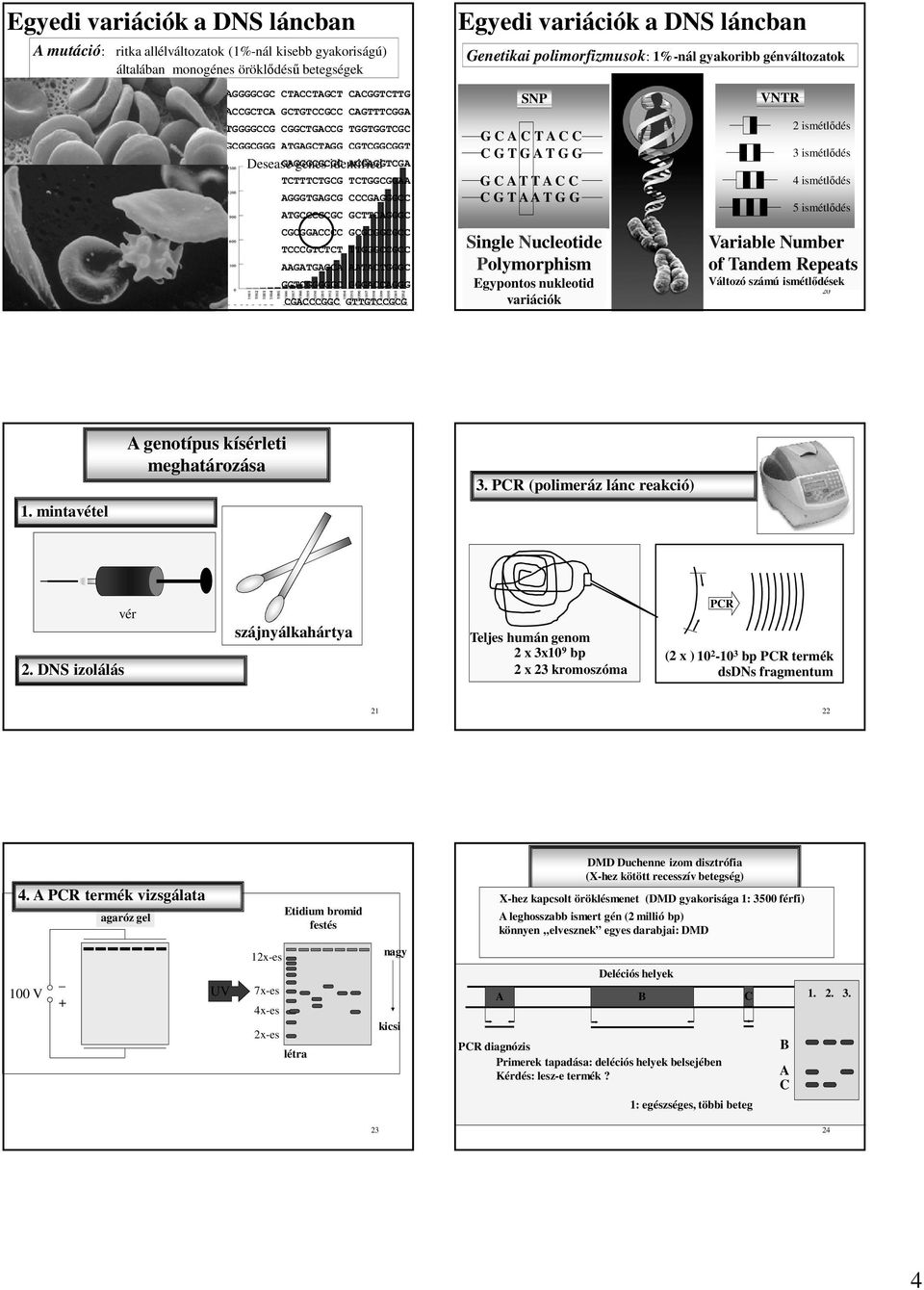 T TT TT T T 19 T T TTT TTT SN T T T T T T T Single Nucleotide olymorphism Egypontos nukleotid variációk VNTR 2 ismétlődés 3 ismétlődés 4 ismétlődés 5 ismétlődés Variable Number of Tandem Repeats