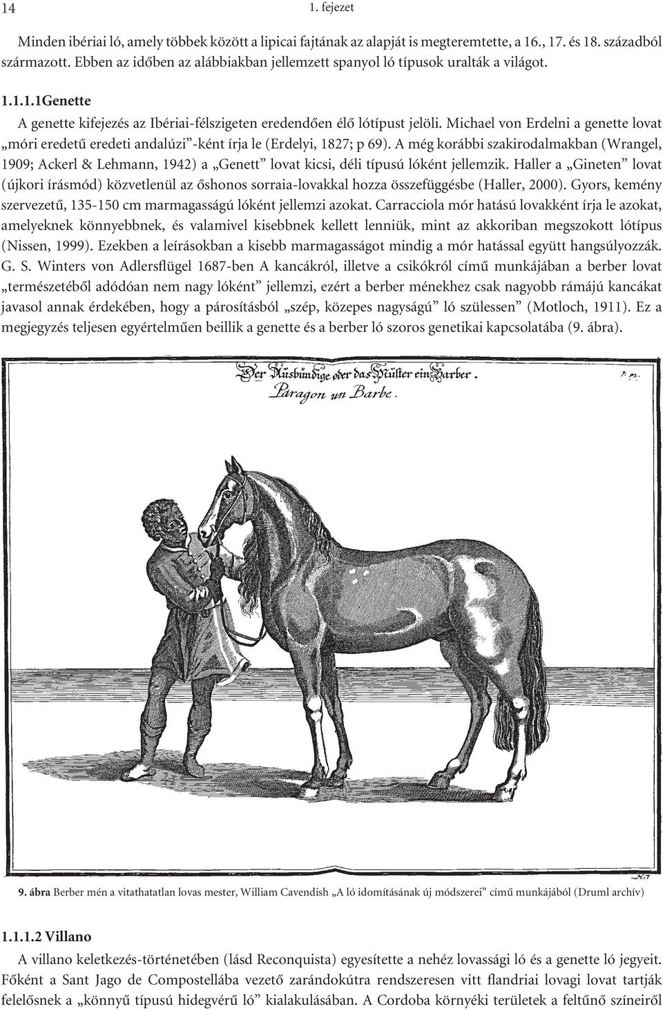 Michael von Erdelni a genette lovat móri eredetû eredeti andalúzi -ként írja le (Erdelyi, 1827; p 69).