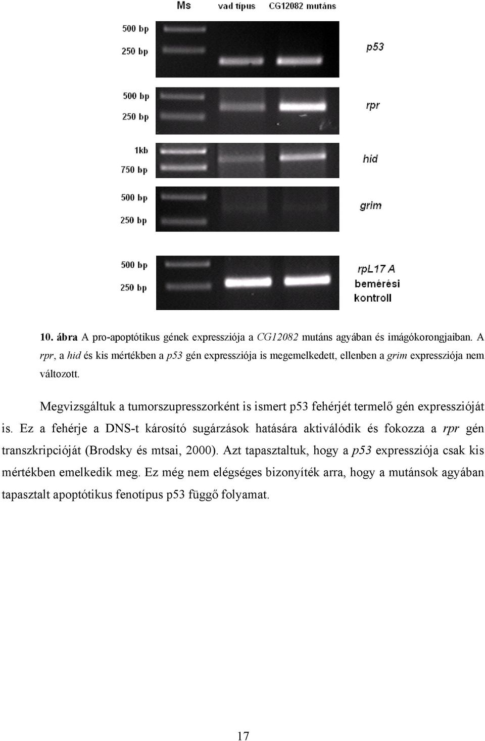 Megvizsgáltuk a tumorszupresszorként is ismert p53 fehérjét termelő gén expresszióját is.