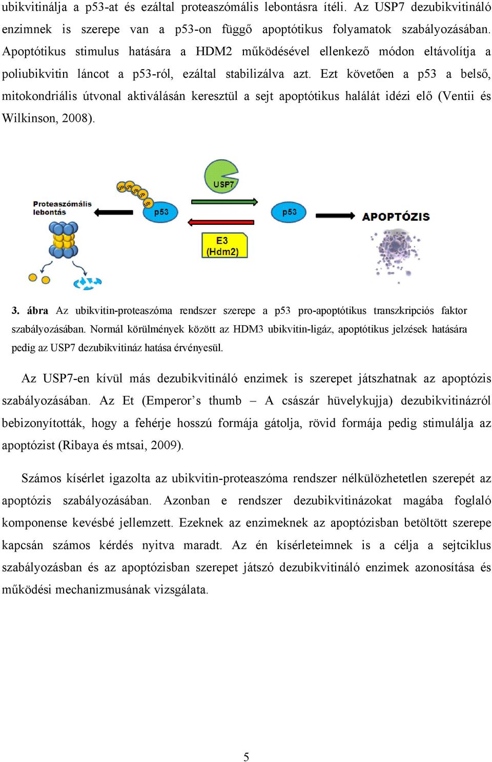 Ezt követően a p53 a belső, mitokondriális útvonal aktiválásán keresztül a sejt apoptótikus halálát idézi elő (Ventii és Wilkinson, 2008). 3.