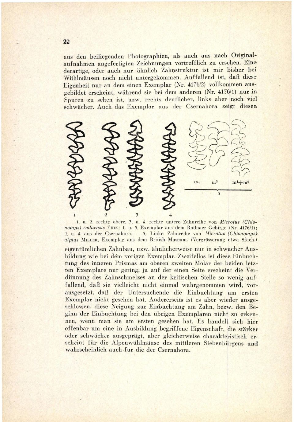 4176/2) vollkommen aus gebildet erscheint, während sie bei dem anderen (Nr. 4176/1) nur i n Spuren zu sehen ist. uzw. rechts deutlicher, links aber noch viel schwächer.