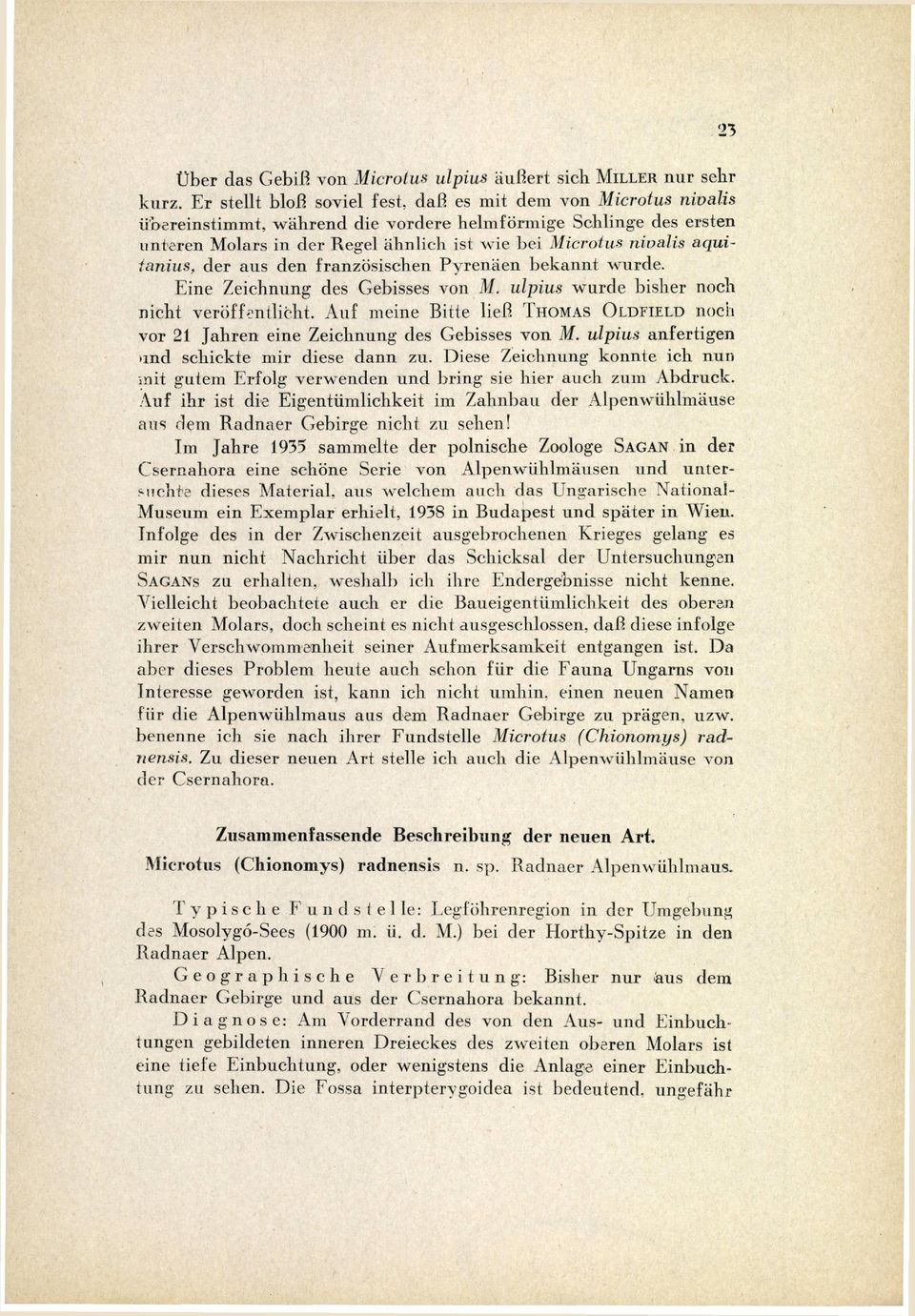 aquitanius, der aus den französischen Pyrenäen bekannt wurde. Eine Zeichnung des Gebisses von M. ulpius wurde bisher noch nicht veröffentlicht.
