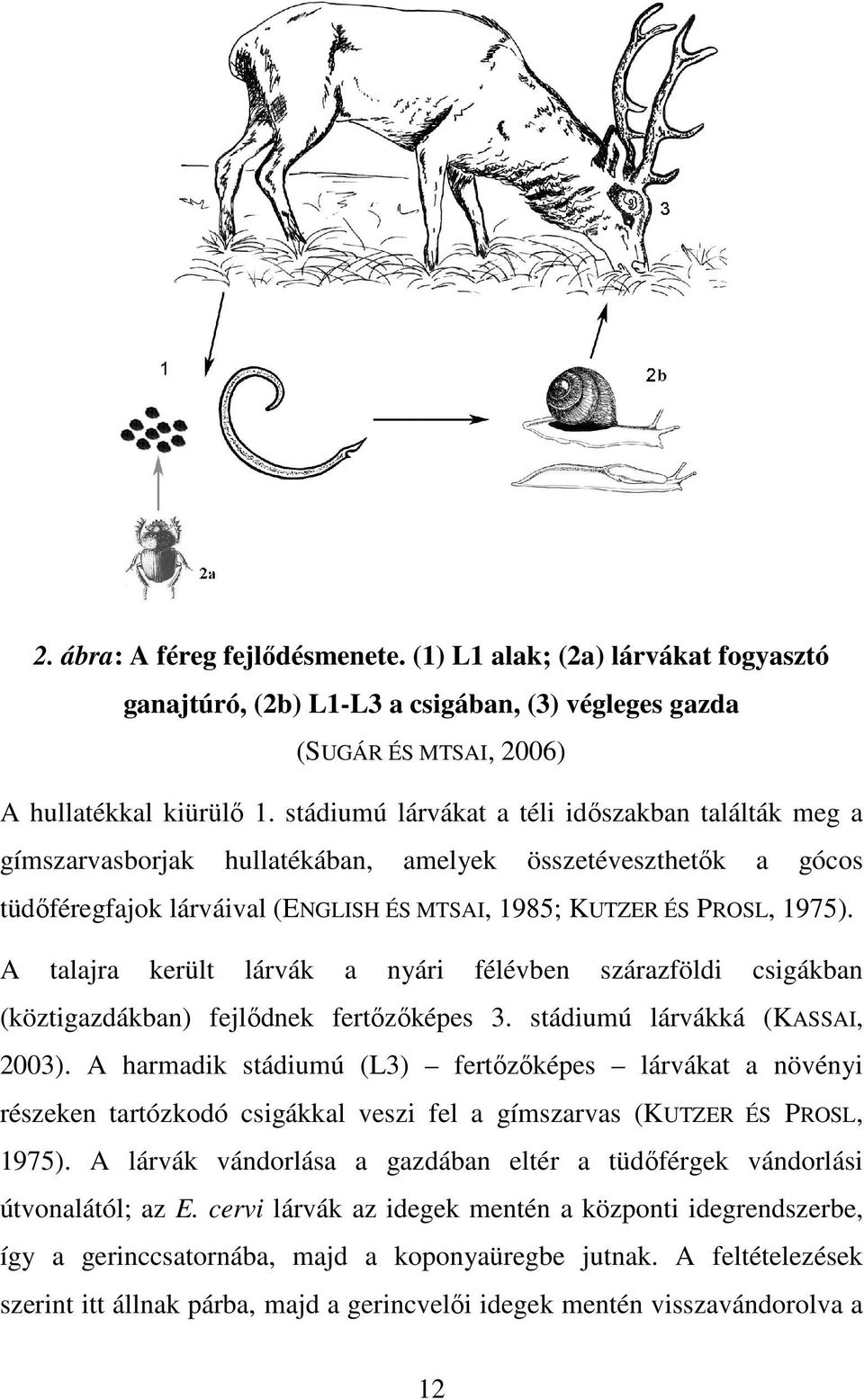 A talajra került lárvák a nyári félévben szárazföldi csigákban (köztigazdákban) fejlődnek fertőzőképes 3. stádiumú lárvákká (KASSAI, 2003).