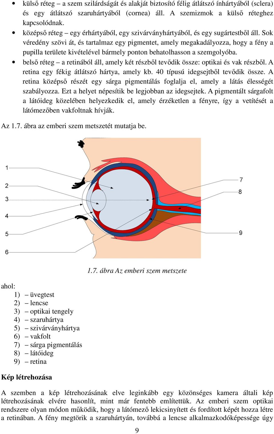 Sok véredény szövi át, és tartalmaz egy pigmentet, amely megakadályozza, hogy a fény a pupilla területe kivételével bármely ponton behatolhasson a szemgolyóba.