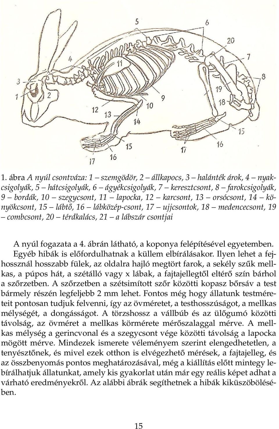 ábrán látható, a koponya felépítésével egyetemben. Egyéb hibák is előfordulhatnak a küllem elbírálásakor.