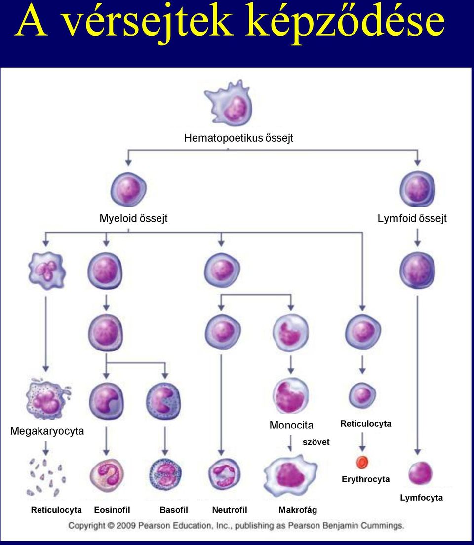 Monocita szövet Reticulocyta Erythrocyta