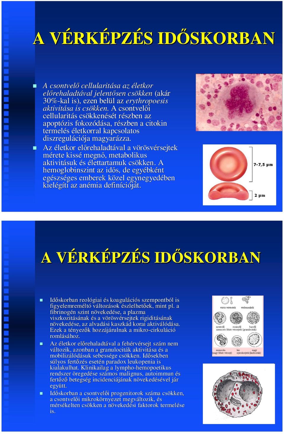 Az életkor előrehaladtával a vörösvérsejtek mérete kissé megnő, metabolikus aktivitásuk és élettartamuk csökken.