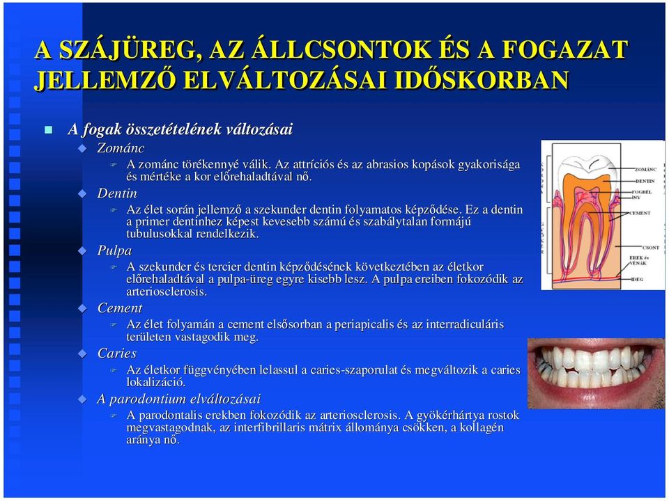 Ez a dentin a primer dentinhez képest kevesebb számú és szabálytalan formájú tubulusokkal rendelkezik.