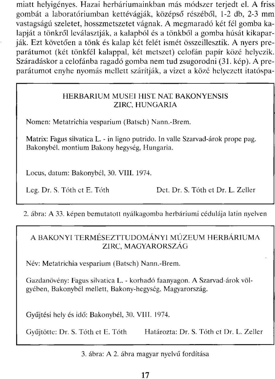 A nyers preparátumot (két tönkfél kalappal, két metszet) celofán papír közé helyezik. Száradáskor a celofánba ragadó gomba nem tud zsugorodni (31. kép).