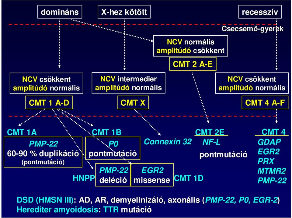 % duplikáci (pontmutá) HNPP CMT 1B P0 pontmutáci PMP-22 deléci Connexin 32 EGR2 missense CMT 1D CMT 2E NF-L pontmutáci CMT 4