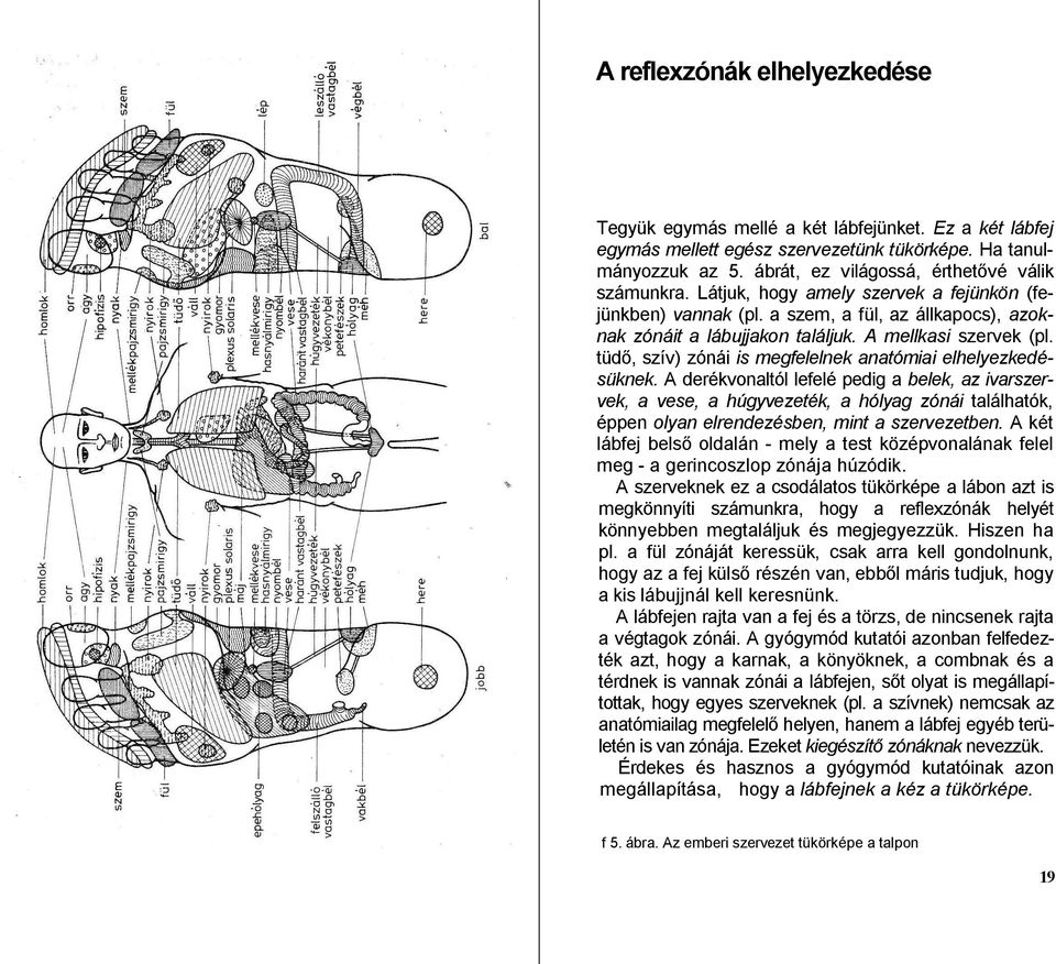 tüdő, szív) zónái is megfelelnek anatómiai elhelyezkedésüknek.