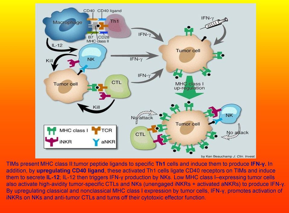 IFN-γ production by NKs.