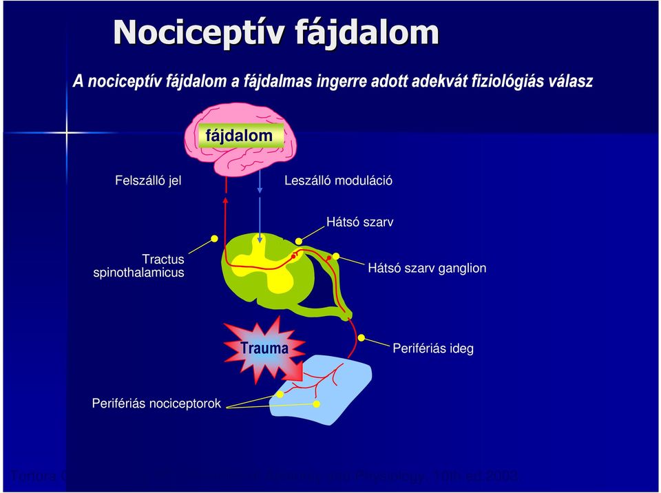 Tractus spinothalamicus Hátsó szarv ganglion Trauma Perifériás ideg Perifériás