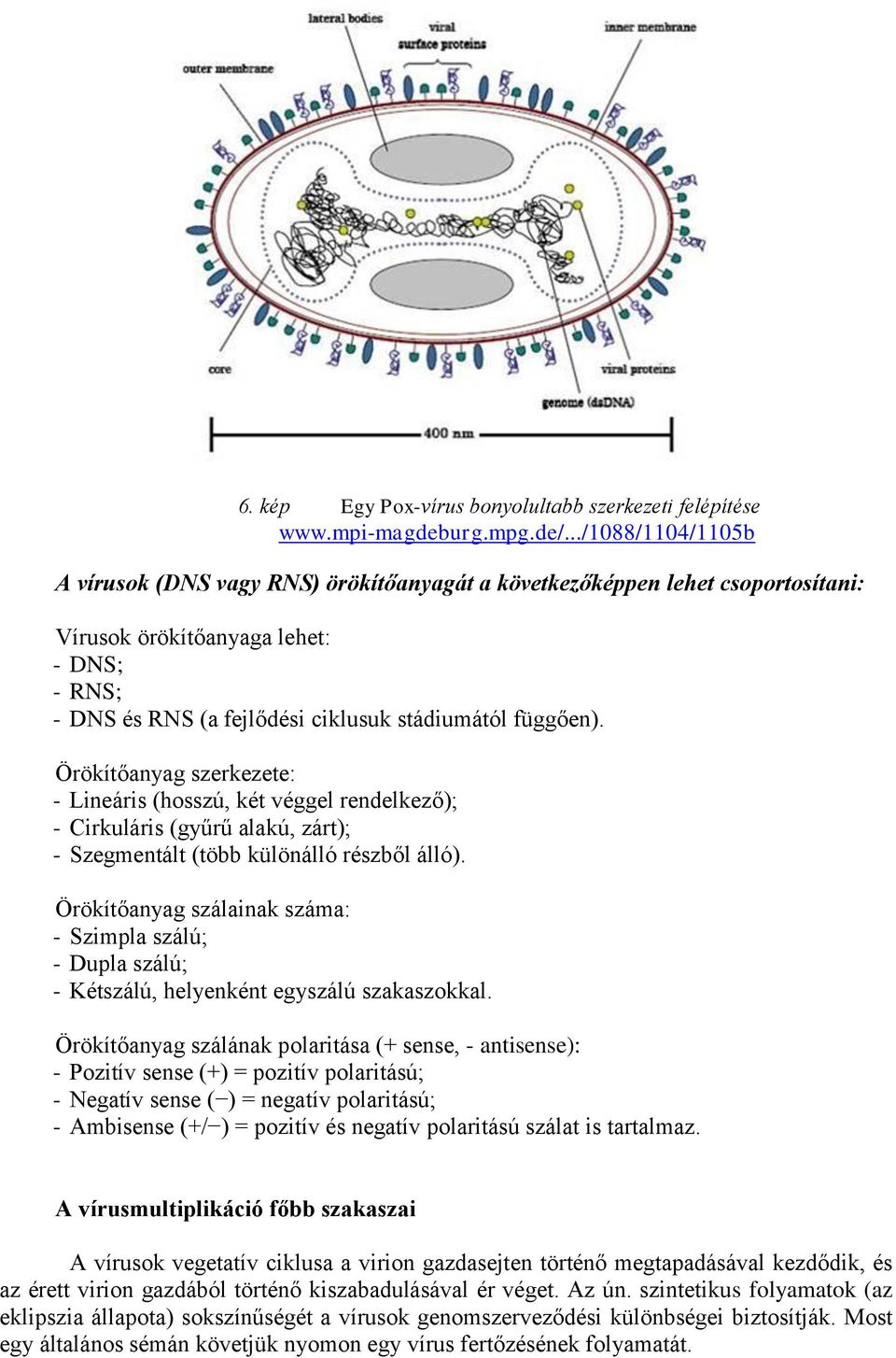 Örökítőanyag szerkezete: - Lineáris (hosszú, két véggel rendelkező); - Cirkuláris (gyűrű alakú, zárt); - Szegmentált (több különálló részből álló).