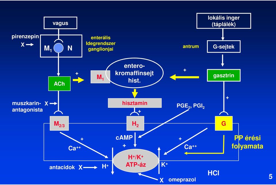 + gasztrin muszkarinantagonista X hisztamin + PGE 2, PGI 2 + M 2/3 H 2 G Ca