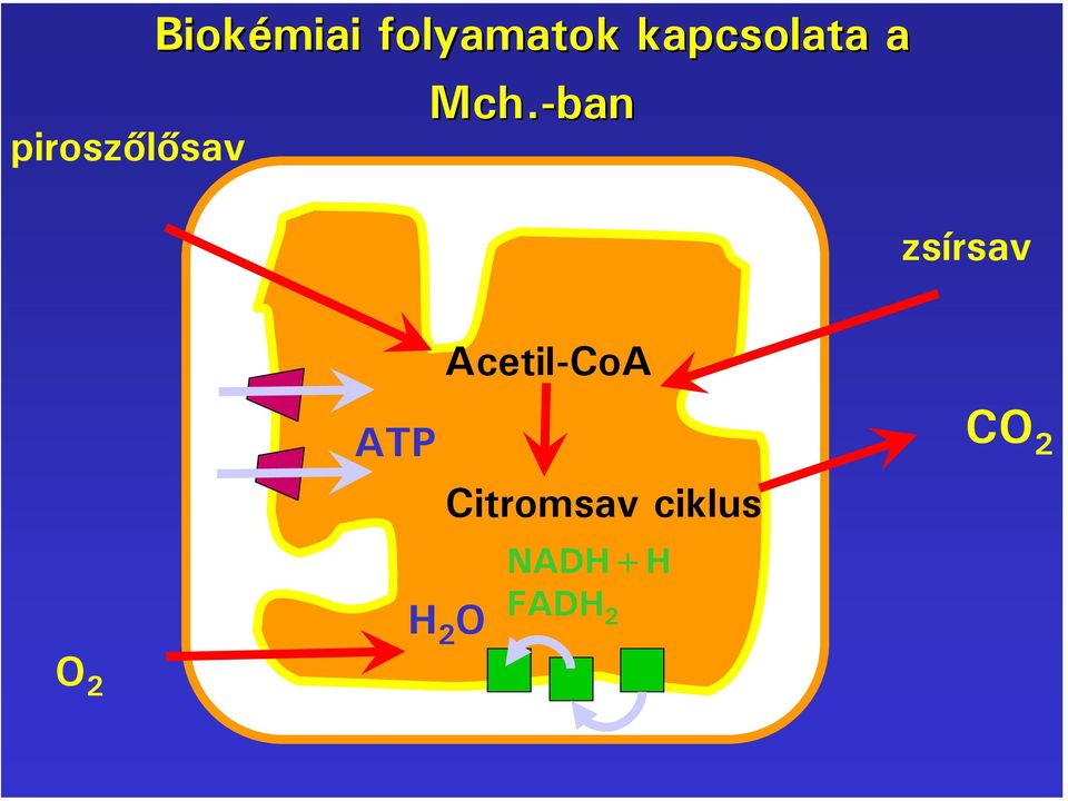 -ban zsírsav Acetil-CoA ATP CO
