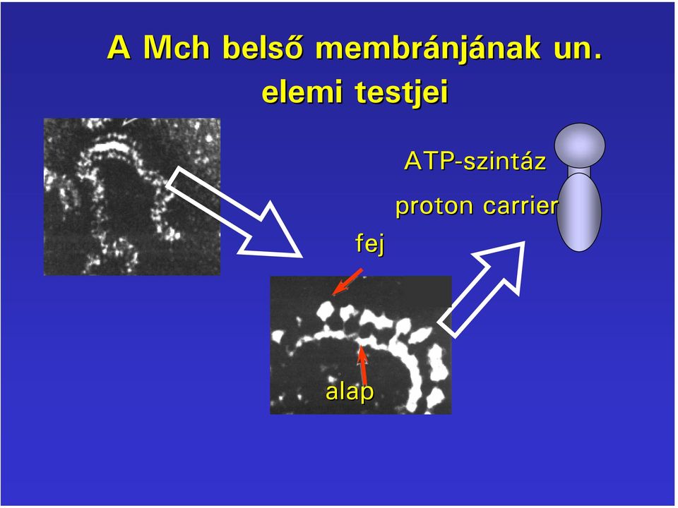elemi testjei fej