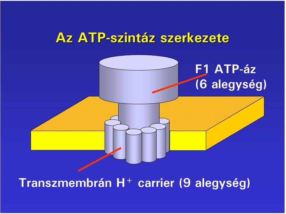 (6 alegység)