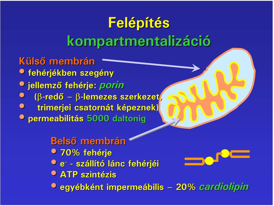 csatornát képeznek) permeabilitás 5000 daltonig Belső membrán 70%