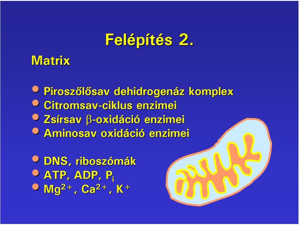 Citromsav-ciklus enzimei Zsírsav β-oxidáció