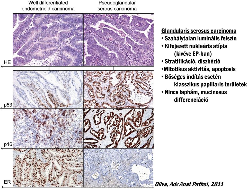 Mitotikus aktivitás, apoptosis Bőséges indítás esetén klasszikus