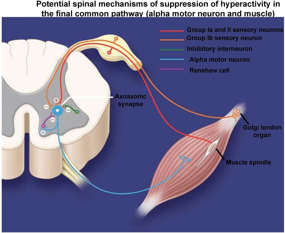 sensory neurons Group Ib sensory neuron Inhibitory interneuron Alpha