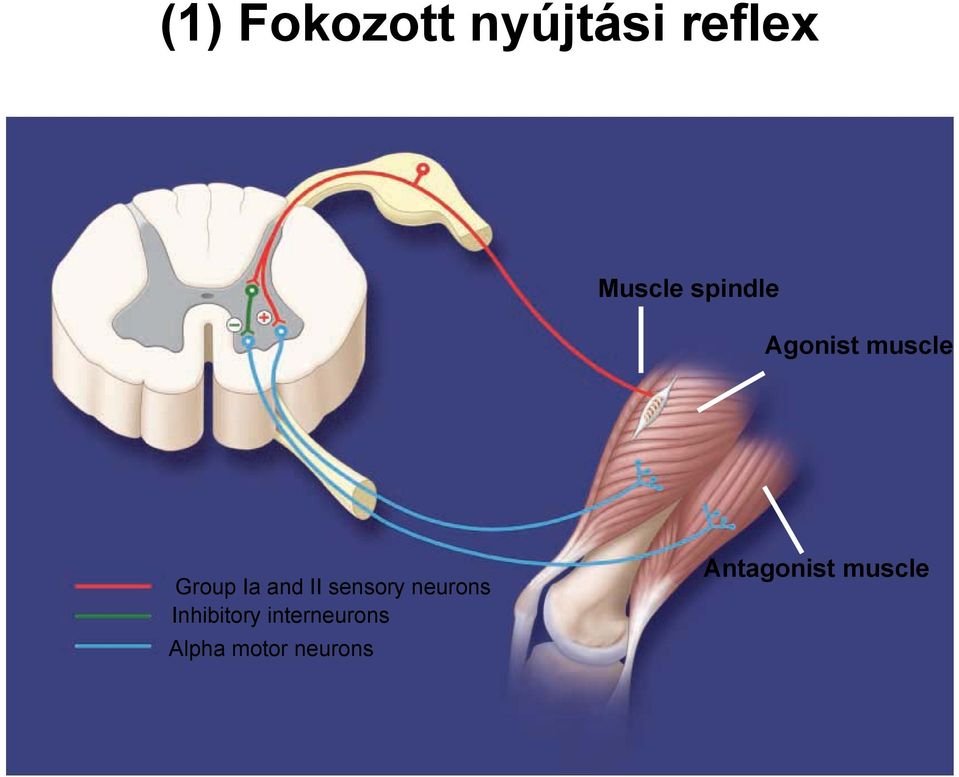 II sensory neurons Inhibitory