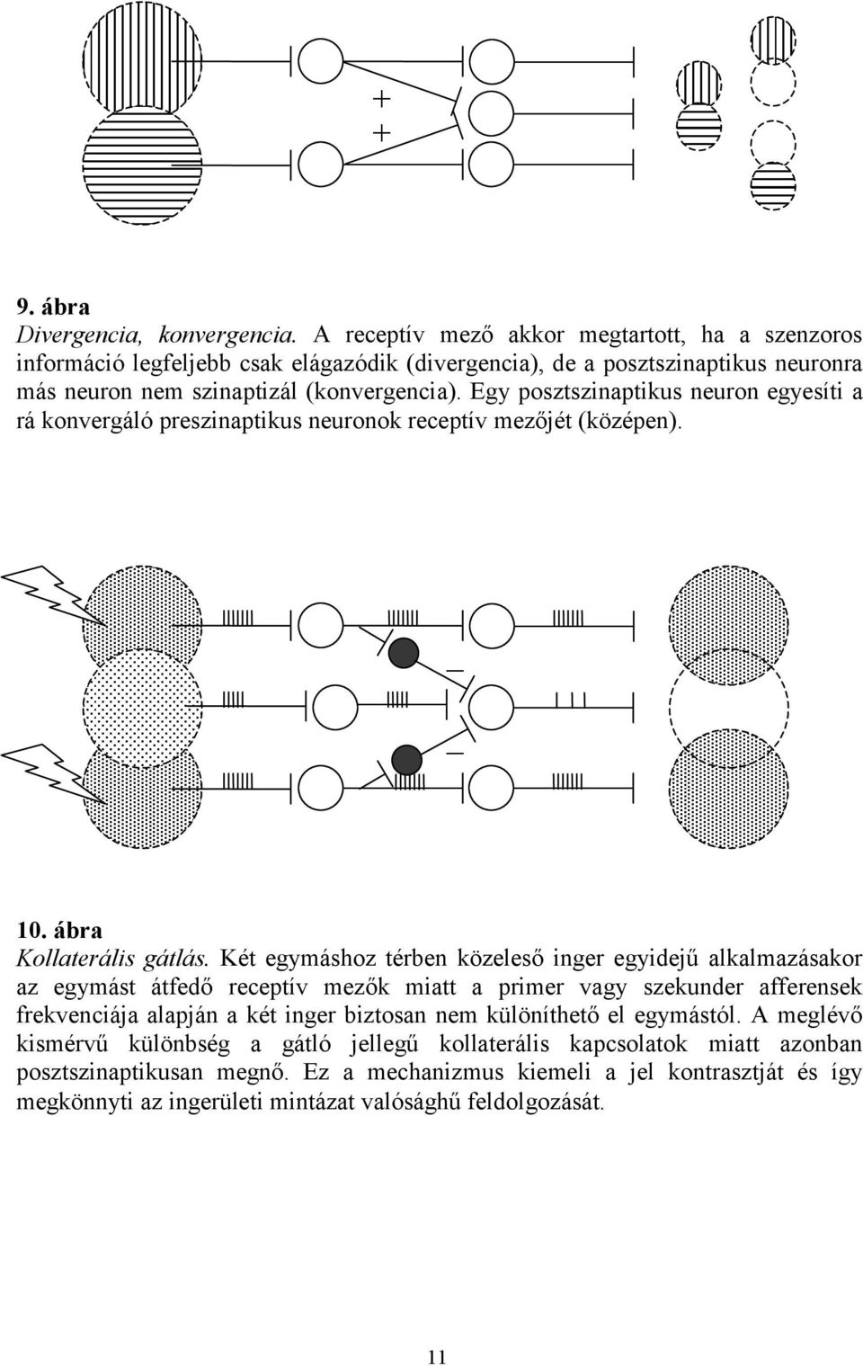 Egy posztszinaptikus neuron egyesíti a rá konvergáló preszinaptikus neuronok receptív mezőjét (középen). 10. ábra Kollaterális gátlás.