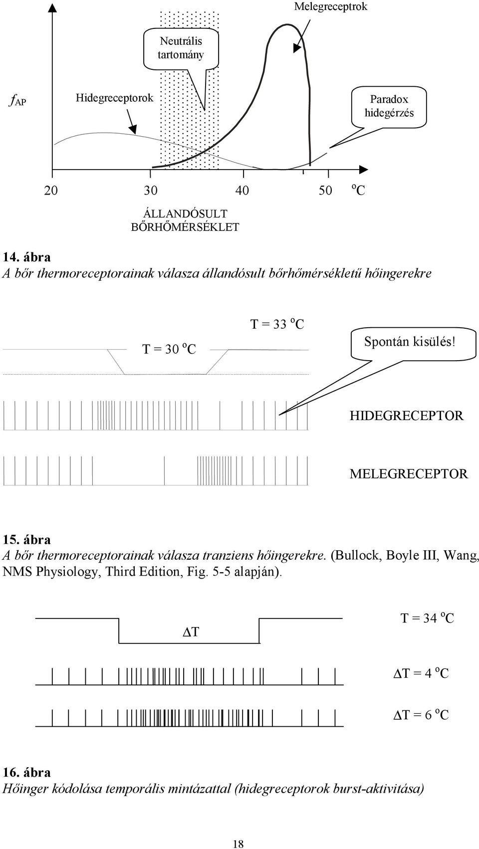 HIDEGRECEPTOR MELEGRECEPTOR 15. ábra A bőr thermoreceptorainak válasza tranziens hőingerekre.