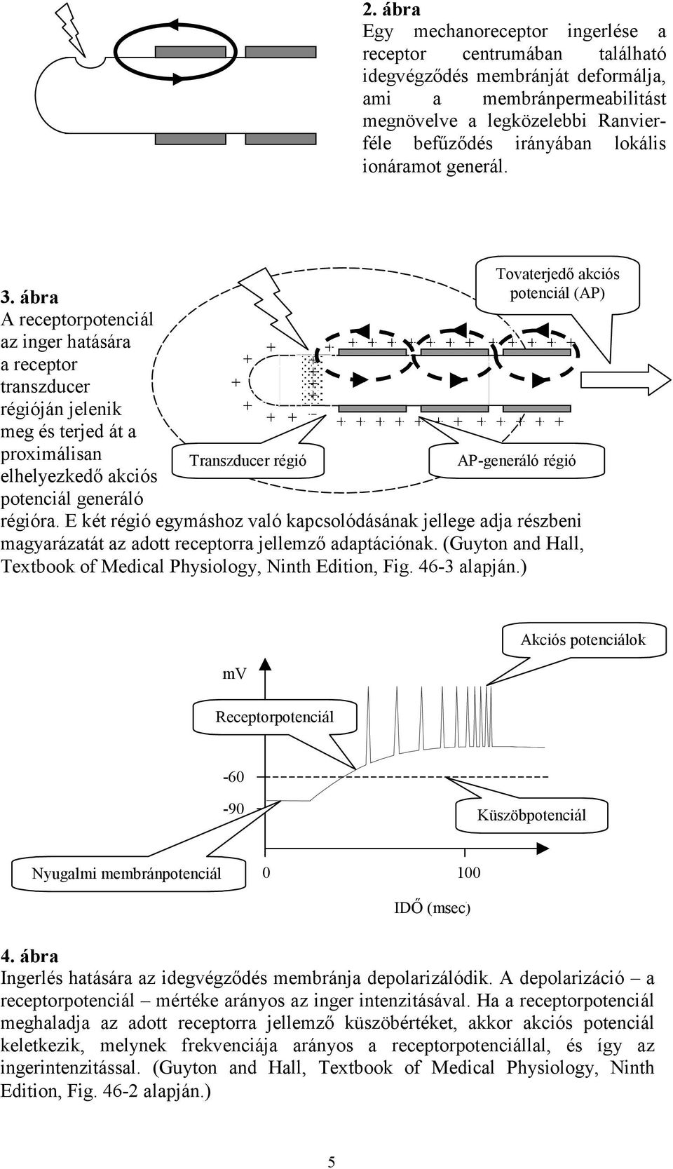 ábra A receptorpotenciál az inger hatására a receptor transzducer régióján jelenik meg és terjed át a proximálisan elhelyezkedő akciós potenciál generáló + + + + + + Transzducer régió + + + + + + + +