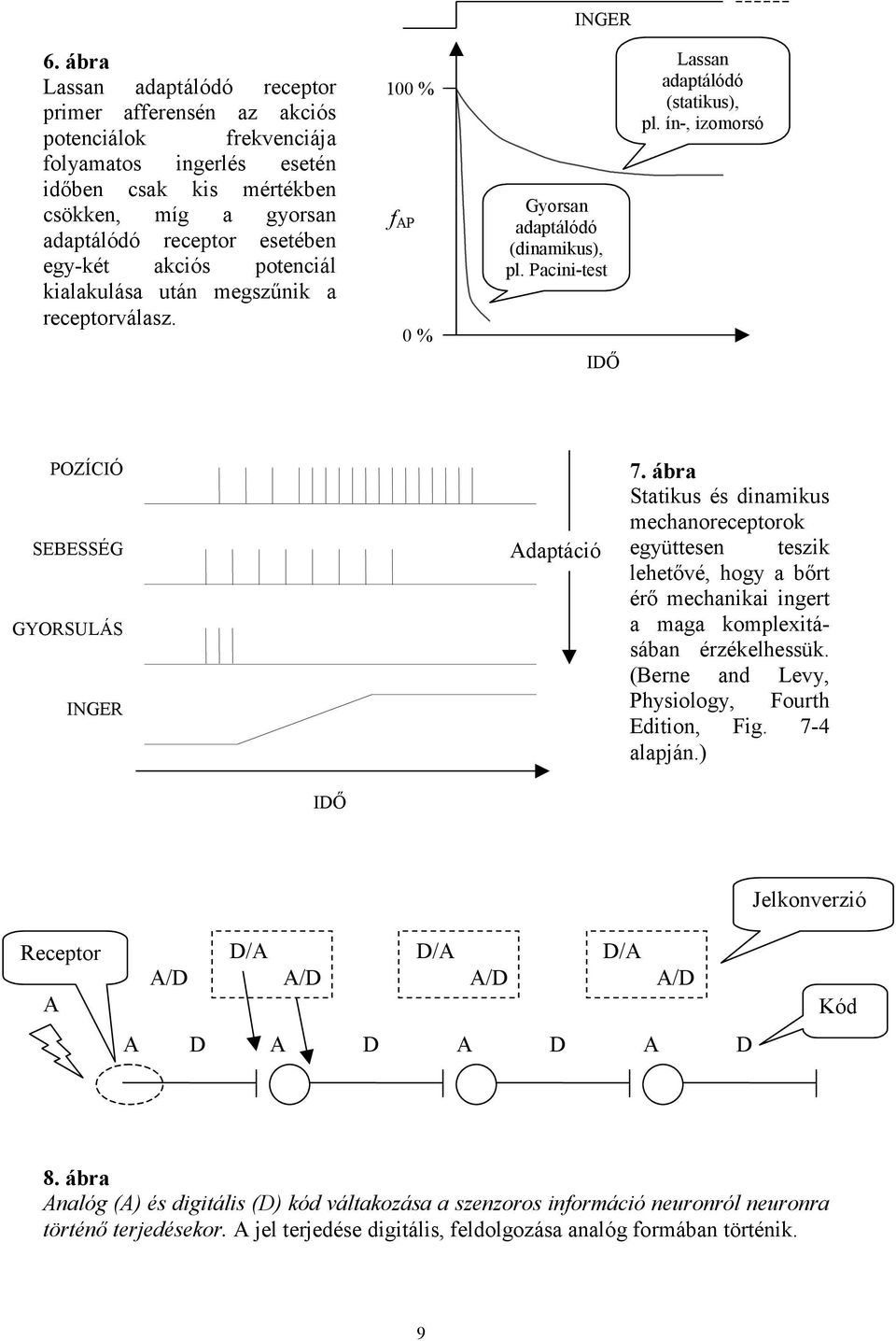 akciós potenciál kialakulása után megszűnik a receptorválasz. 100 % f AP 0 % Gyorsan adaptálódó (dinamikus), pl. Pacini-test IDŐ Lassan adaptálódó (statikus), pl.