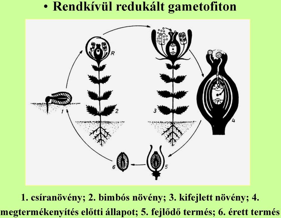 kifejlett növény; 4.