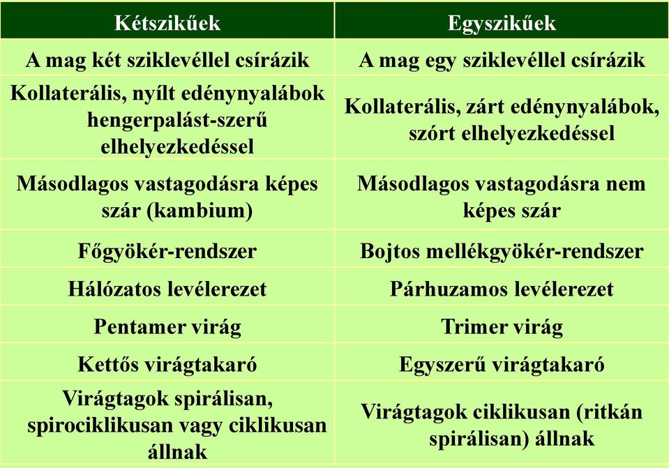 ciklikusan állnak Egyszikűek A mag egy sziklevéllel csírázik Kollaterális, zárt edénynyalábok, szórt elhelyezkedéssel Másodlagos vastagodásra