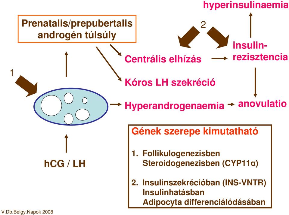 Gének szerepe kimutatható hcg / LH 1.