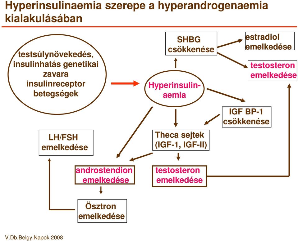 csökkenése Hyperinsulinaemia Theca sejtek (IGF-1, IGF-II) estradiol emelkedése IGF BP-1