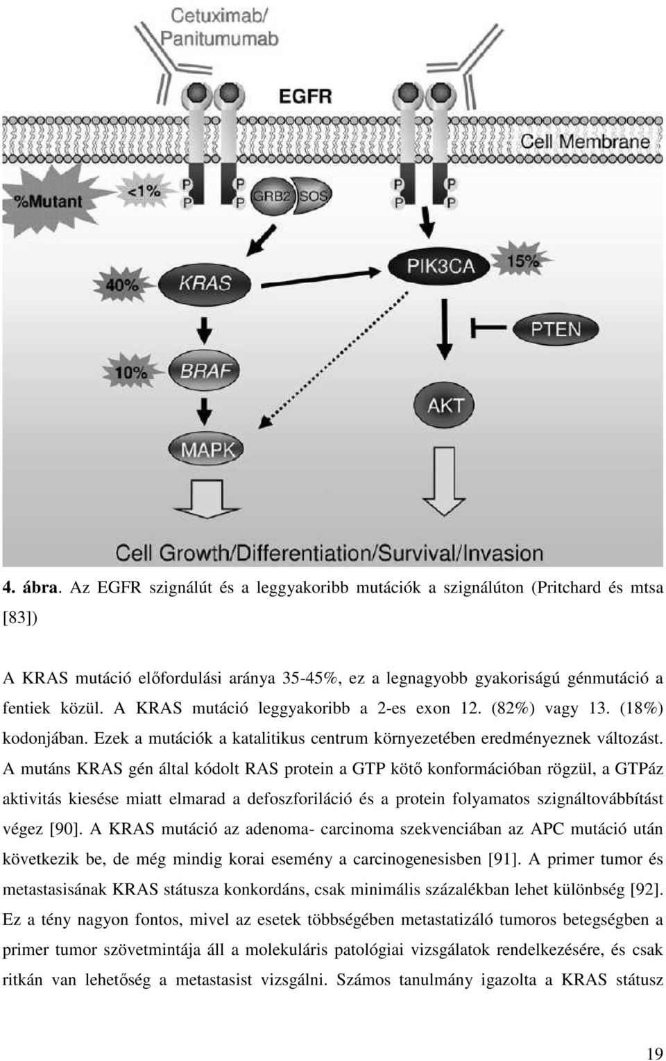 A mutáns KRAS gén által kódolt RAS protein a GTP kötő konformációban rögzül, a GTPáz aktivitás kiesése miatt elmarad a defoszforiláció és a protein folyamatos szignáltovábbítást végez [90].