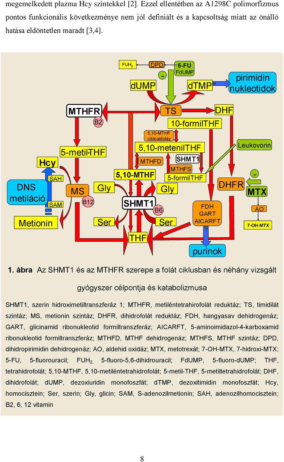 DHF 10-formilTHF SHMT1 MTHFS 5-formilTHF Gly FDH GART AICARFT purinok Leukovorin - DHFR MTX AO 7-OH-MTX 1.