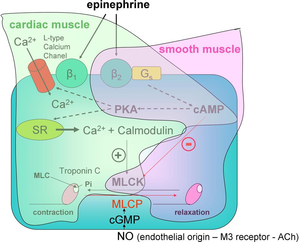 Troponin C Pi + Calmodulin + MLCK - contraction MLCP