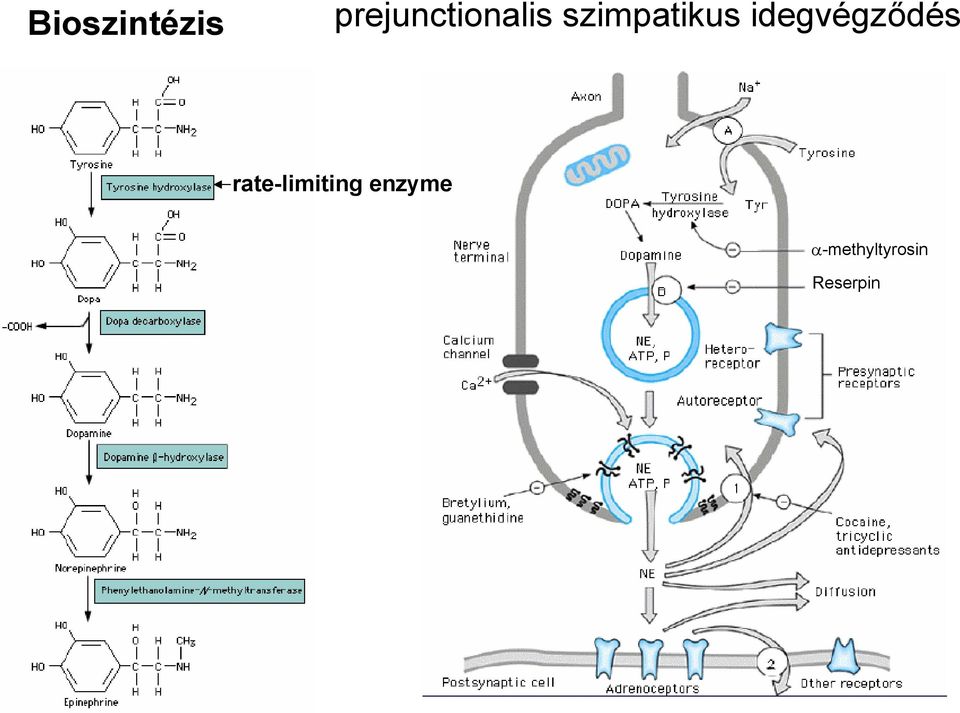 szimpatikus idegvégződés