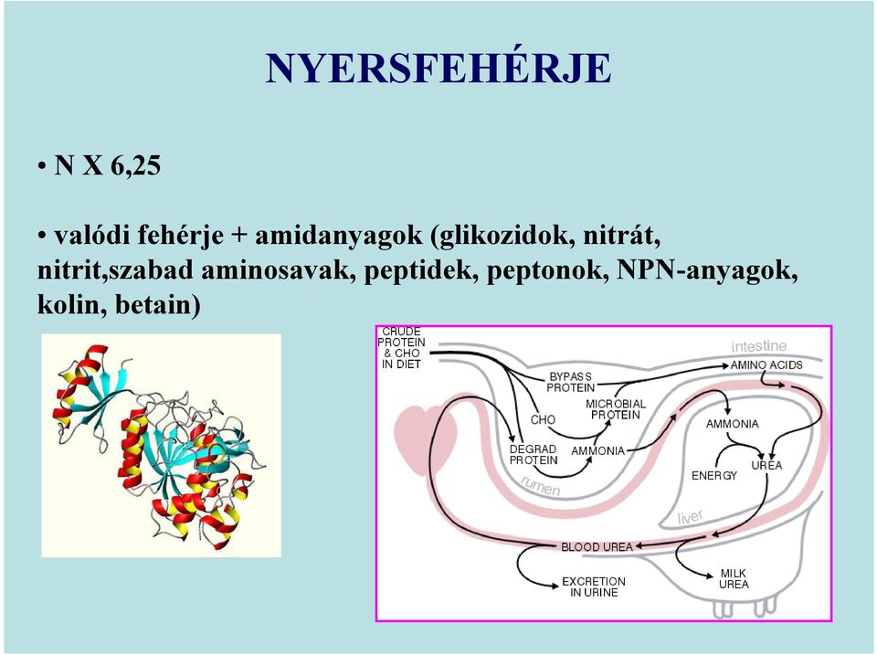 nitrit,szabad aminosavak, peptidek,