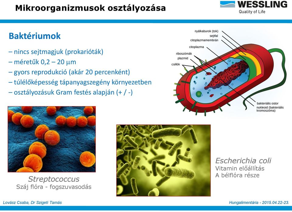 tápanyagszegény környezetben osztályozásuk Gram festés alapján (+ / -)