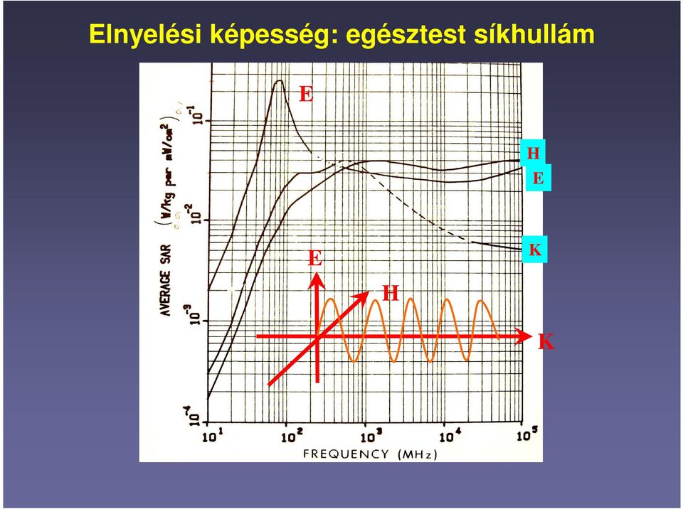 egésztest