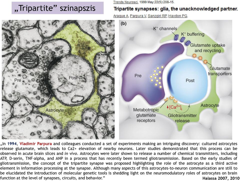 Astrocytes were later shown to release a number of chemical transmitters, including ATP, D-serin, TNF-alpha, and ANP in a process that has recently been termed gliotransmission.