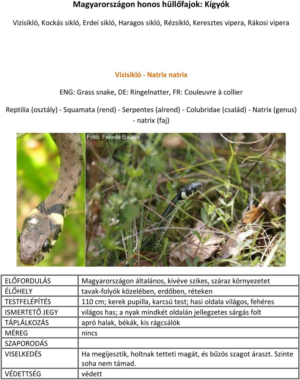 Magyarországon általános, kivéve szikes, száraz környezetet tavak-folyók közelében, erdőben, réteken 110 cm; kerek pupilla, karcsú test; hasi oldala világos, fehéres